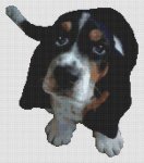 (image for) Basset Hound Puppy